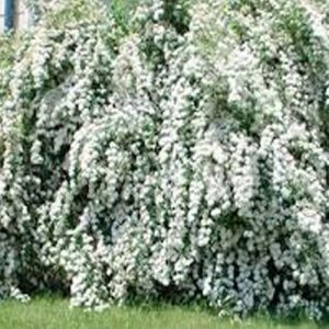 big white blooming flowers cascading downward to the ground