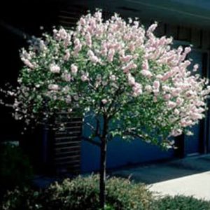 long stem with colourful blooming purple flowers on top