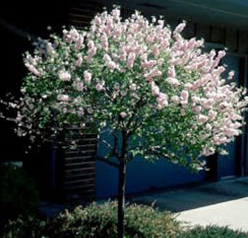 long stem with colourful blooming purple flowers on top