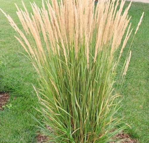 Ornamental Grasses Ideal For Canadian, Types Of Tall Grass For Landscaping