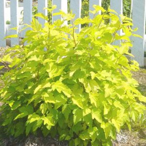 Bright yellow leaves on a tall bushy shrub