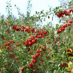fruit you can grow - cherry tree with big red berries
