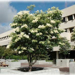 Bold white flower blossoms on green foliage