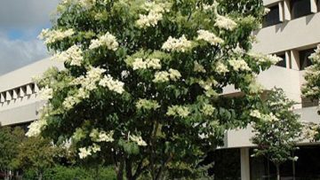 Bold white flower blossoms on green foliage