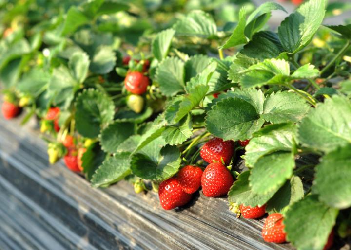 Growing Strawberries in Calgary Chinook Landscaping Calgary