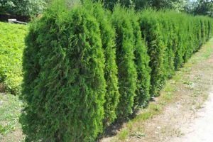 Hedging Cedar Trees - Port Kells Nurseries