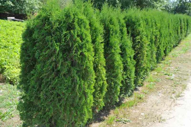 Landscaping with Cedar shrubs in Calgary - Chinook Landscaping Calgary