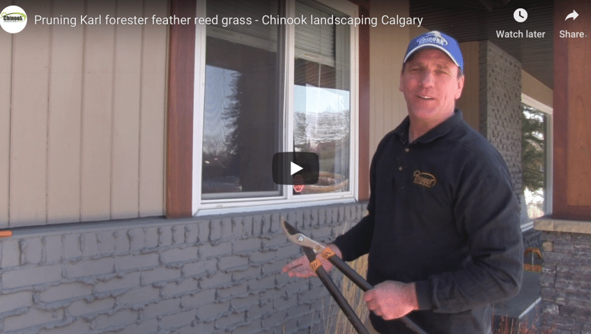 Pruning Karl Foerster Feather Reed Grass Chinook Landscaping Calgary