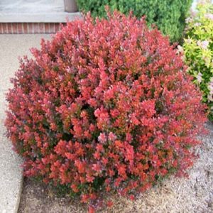 bright burgundy red globe shaped shrub 