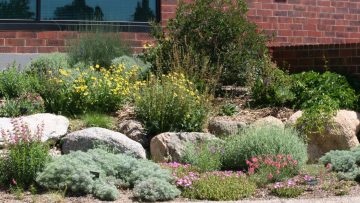 xeriscape yard showing colourful plants and rocks for interest